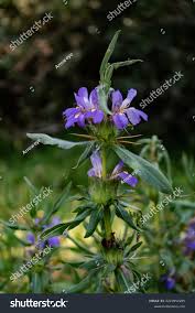 Image result for Hygrophila schulli
