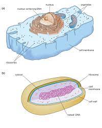 Reviewing plant, animal and bacteria cells. Week 2 How Do Antibiotics Work 1 1 Cell Structure Openlearn Open University Uar 1
