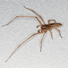 Image result for Sericanthe sp. F