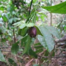 Image result for Strychnos lucens