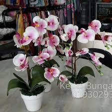 Gubahan orkid promosi rm25 sepasu#orkidlatexpremium #orkidlatex #gubahanorkid. Gambar Bunga Bunga Orkid Kumpulan Gambar Bunga