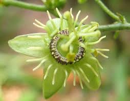 Image result for Passiflora suberosa