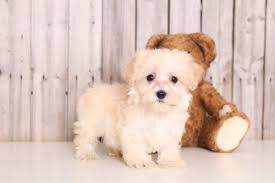 Havanese breeders should all know better than to put these sweet and sensitive puppies in the cargo bay of an airliner, alone and scared as they make their way around the world. Puppies For Sale In Ohio And Nationwide Puppies Online