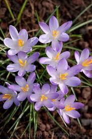 Photo Crocus Tommasinianus Dalmatiner Krokus By Tina Horst Herzig Photography Krokus Fruhlingsblumen Botanische Blumen