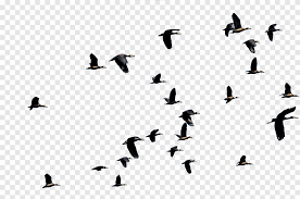 The best selection of royalty free bird group vector art, graphics and stock illustrations. Of Gray Flying Birds Bird Flight Flock Birds Animals Fauna Png Pngegg