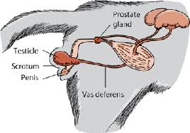 Is cat male or female? The Gonads And Genital Tract Of Cats Cat Owners Veterinary Manual