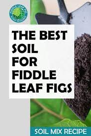 Maybe you would like to learn more about one of these? Choosing The Best Soil For Your Fiddle Leaf Fig In 2021 Fiddle Leaf Fig Tree Fiddle Leaf Fig Fiddle Leaf