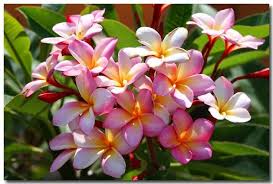 National Flower Of Nicaragua Sacuanjoche Plumeria Rubra The Sacuanjoche Flower Grows On A Conical Type Of Tree That Flowers Plumeria Tree Flowers Plumeria