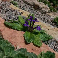 Image result for Kedrostis leloja