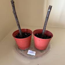 X1 Quince Tree Rooted Live Plant