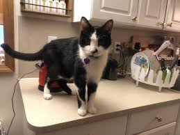 You may have to keep reapplying the tape, and the sticky residue may be hard to remove from counter tops. Is Your Kitty A Countertop Hopper Here S How To Keep Cats Off Counters