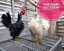 Ayam Serama Itali Usia 4 Bulan Dalam Perjalanan Pesanan Bapak Asun Di Jakarta Ayo Pesan Sekarang Kam Peternakan Unggas Ternak Ayam Kandang Ayam