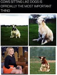 Like this cow, who is sitting like a dog. Cows Sitting Like Dogs Is Officially The Most Important Thing