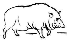 Wild Boar Hog Coloring Sheet Wild Hog Outline Raskraska Kaban Wild Boar Boar Drawings