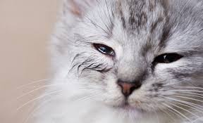 Bordetella bronchiseptica infections can be treated successfully with antibiotics, and for situations where it causes significant ongoing problems, an infection with b. Respiratory Tract Infection Rtis In Cats Kittens