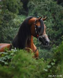 Arabian Horse Beautiful Arabian Horses Horses Arabian Horse