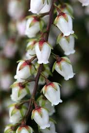 Pieris 4 Beautiful Flowers Amazing Flowers Rare Flowers