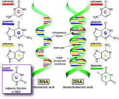 Dna Dan Rna Definisi Struktur Fungsi Dan Perbedaan Jagad Id
