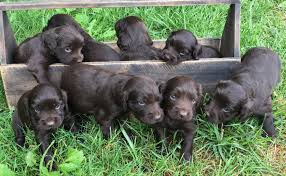 American brittany, boykin spaniel, english pointer, german shorthaired pointer, labrador retriever. Boykin Spaniel Puppies For Sale Under 500 Off 53 Www Usushimd Com