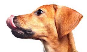 Why Do Dogs Lick Wounds And Is Dog Saliva Really The Ultimate Salve