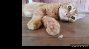 Gambar kucing paling comel di dunia youtube sumber www.youtube.com. Kucing Paling Comel Di Dunia Youtube