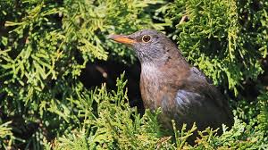 Tipps für einen vogelfreundlichen garten. Heimische Gartenvogel Erkennen Ndr De Ratgeber Garten