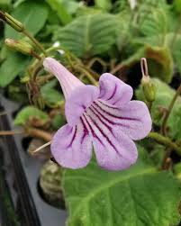 Image result for Streptocarpus buchananii