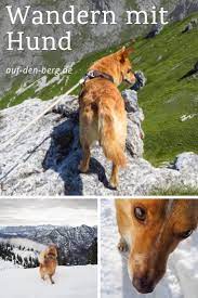 wandern mit hund in bayern tirol wandern hunde allgau urlaub