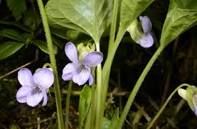 Image result for Viola eminii
