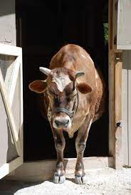 Cows Have Horns Too Animal Keeper Blog