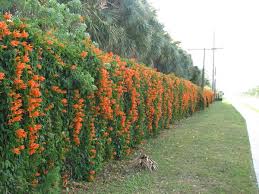 Pin By Uyen Mai On Backyard At Dandelion Hill Fence Landscaping Climbing Plants Fence Climbing Plants