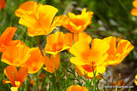 Maybe you would like to learn more about one of these? Spring Poppies Of El Paso Part 1 R Doug Wicker Author