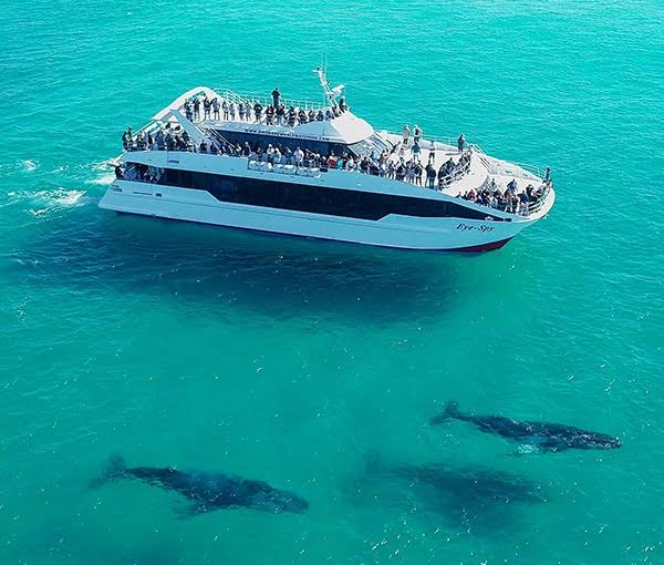 Brisbane Whale Watching - 100% Sightings Guaranteed