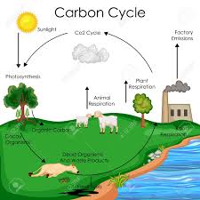 Education Chart Of Biology For Carbon Cycle Diagram