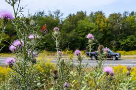 Maybe you would like to learn more about one of these? Opinion Tennessee Makes Way For The Monarchs The New York Times