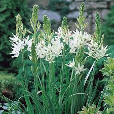 The plant is basically a creeper. Camassia Leichtlinii Alba White Gardens Garden Bulbs White Flowers