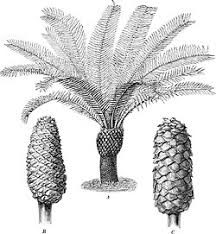 Image result for Encephalartos aplanatus