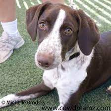 The english springer spaniel dog breed was developed as a gun dog to flush, or spring, game in the field, but they're also popular companions. Lucy The Sprointer Designer Dog Photo Gallery 6483 Designer Dogs Dog Photos Dog Design
