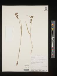 Image result for Fuirena pubescens