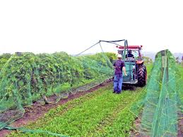 Do you need a pest removal company in southern utah? Archived Articles Archives Page 9 Of 22 The Grapevine Magazine