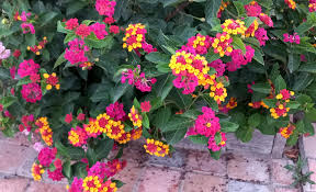Image result for Lantana tiliifolia