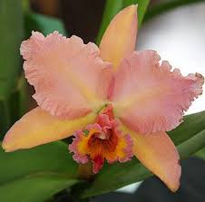 For a long period, a cattleya corsage was a prerequisite for any special occasion and as a result the cattleya has often been called the queen of orchids. Cattleya Orchids Basic Care And Varieties Nurseries Online