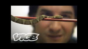 Snake venom is a special form of saliva that contains a range of zootoxins and is stored in something akin to our salivary gland. Comment Response Getting High Injecting Snake Venom Youtube