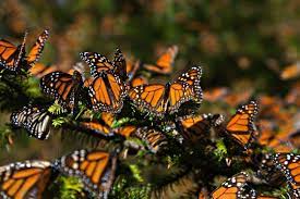 6 Interesting Facts About The Mountain Of Butterflies Pouted Com Monarch Butterfly Monarch Butterfly Migration Butterfly