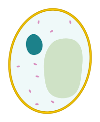 Quiz yourself by filling in the blanks. File Simple Diagram Of Yeast Cell Blank Svg Wikimedia Commons