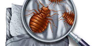 Welcome to matrix pest control, a pest control company located in augusta, ga and serving the surrounding areas. Bed Bugs And Travel How To Spot The Dangers Knox Pest Control