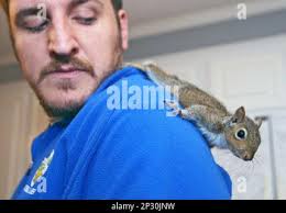 Phil Cumming watches as one of the 9-month-old squirrels crawls freely over  his shoulders before feeding time at the Maypop Wildlife Rescue in  Greenville, N.C. in Pitt County