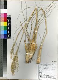 Image result for Panicum kalaharense