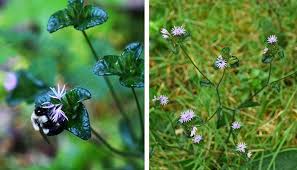 Image result for Elephantopus