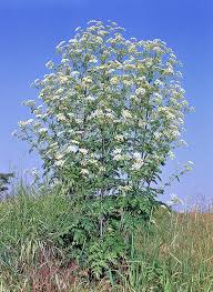 Image result for Conium